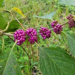 Meet your Posher, Polly.